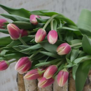 Stunning Tulips