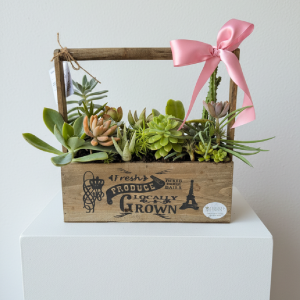 Succulent Garden