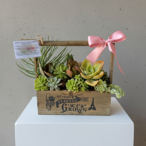 Succulent Garden