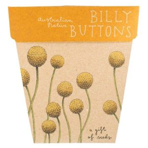 A Gift Of Seeds - Australian Native - Billy Buttons - CARD
