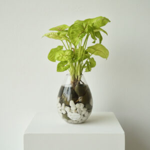 Water Plant